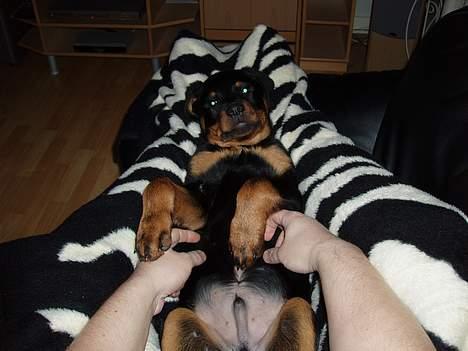 Rottweiler rex - 12 uger gammel billede 10