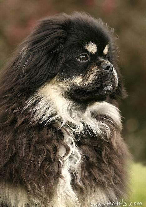 Tibetansk spaniel Sommerlyst´s Kham-Pa Zeus - Prægtige Zeus.... billede 6