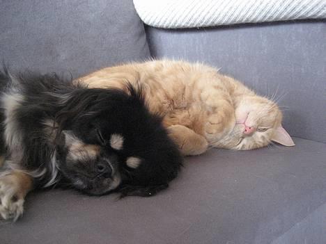 Tibetansk spaniel Sommerlyst´s Kham-Pa Zeus - Tager en slapper med katten Valdemar billede 7