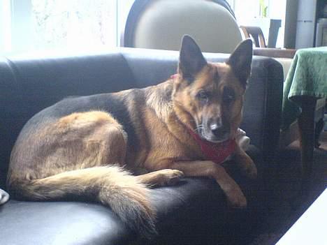 Schæferhund puk *død* - "Gider du ikk godt fjerne det kamera"... Gamle hund... men sød... billede 4