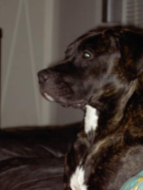 Amerikansk staffordshire terrier Bella Donna - 17 jan billede 6