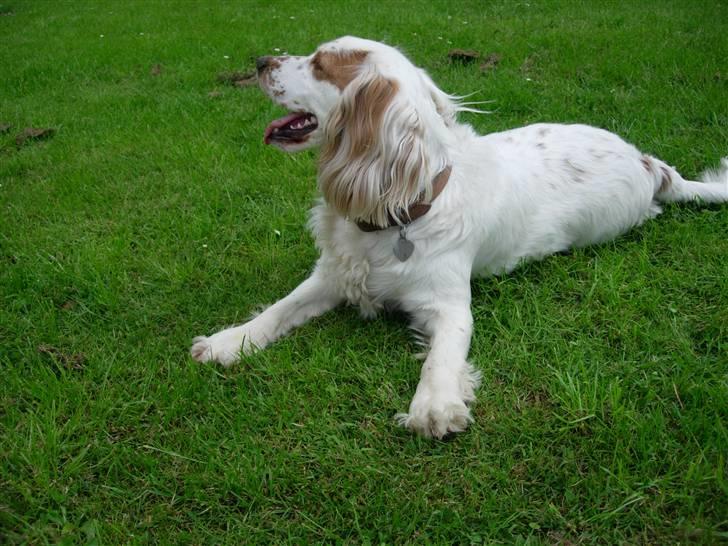 Cocker spaniel Lady - Søde Ladsehund! billede 12