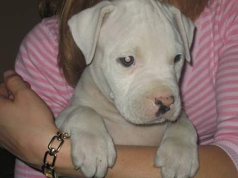 Amerikansk bulldog Terkel billede 7