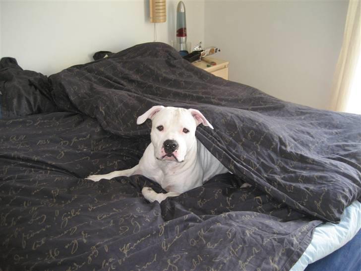 Amerikansk bulldog Terkel - Man er vel en putte hund ?! billede 8