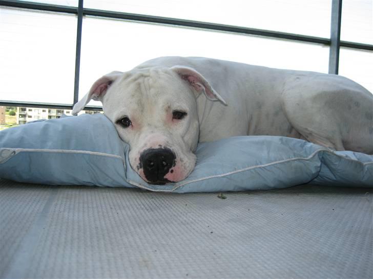 Amerikansk bulldog Terkel - Æææælsker og ligge på min dyne på altanen billede 9