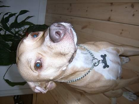 Staffordshire bull terrier (engelsk) Zenna billede 3