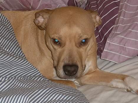 Staffordshire bull terrier (engelsk) Zenna billede 4