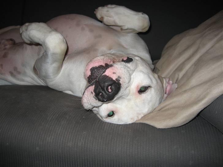 Amerikansk bulldog Terkel - Drog dyr!! billede 10