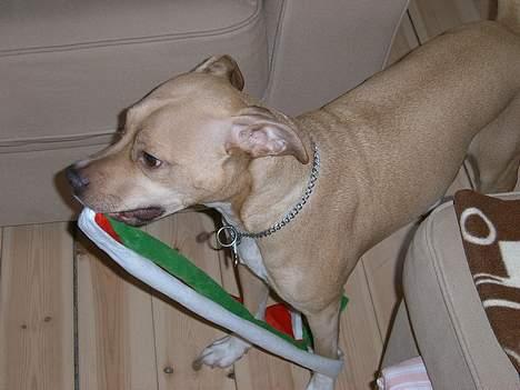 Staffordshire bull terrier (engelsk) Zenna - Er der en der gider... billede 5