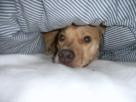 Staffordshire bull terrier (engelsk) Zenna - Mors dybe er nu bedst! billede 6