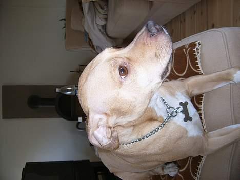 Staffordshire bull terrier (engelsk) Zenna billede 7