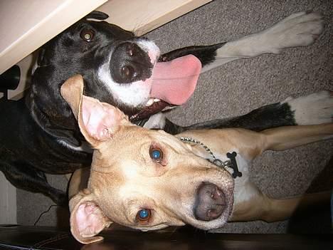 Staffordshire bull terrier (engelsk) Zenna - ...min ven Kela! billede 8