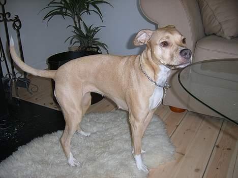 Staffordshire bull terrier (engelsk) Zenna billede 9