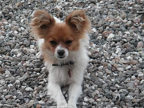 Papillon Max - Hej. Er jeg ikke sød. Jeg hedder Max. billede 1