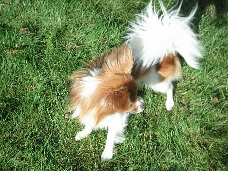 Papillon Max - Hvor er jeg lige og hvor blev de andre af. billede 2