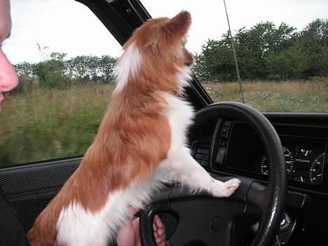 Papillon Max - Thi Hiiiiiii ! Jeg kan køre bil. billede 3