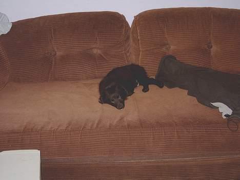 Blanding af racer Bølle solgt til ex konen - Sover altså bedst her billede 8