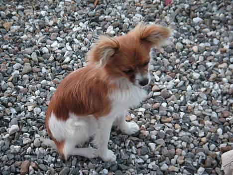 Papillon Max - Her er noget jeg ikke er helt tryg ved. Min hale er væk. billede 4