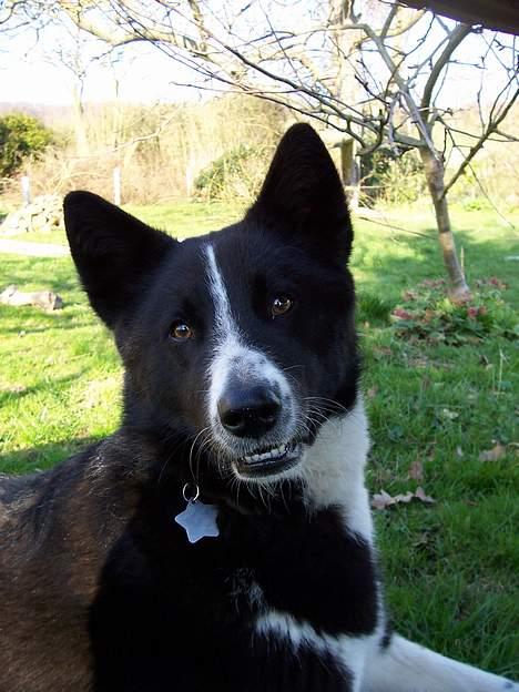Karelsk bjørnehund Fuji billede 8