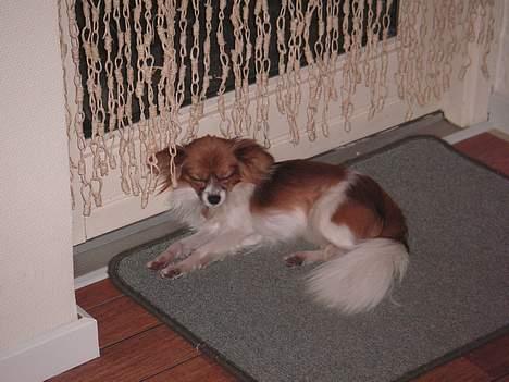 Papillon Max - Nogle gange er det hårdt at være lille. billede 5