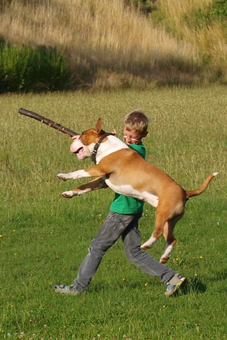 Bullterrier Ask og Pingo  - Sommerhygge og leg -" hvem har pinden længst"  Ask og Jonathan juli 2008 billede 16