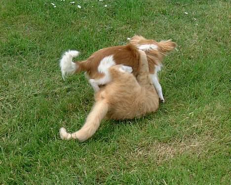 Papillon Max - Her er jeg med Dennis. Det er en af mine bedste venner og vi elsker at lege. Her vinder jeg. billede 6