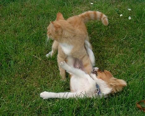 Papillon Max - Ups. Her vandt Dennis.  billede 7