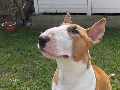 Bullterrier Ask og Pingo  - Hva ..??? Sagde du noget !! Ask 1 år september 2006 billede 17