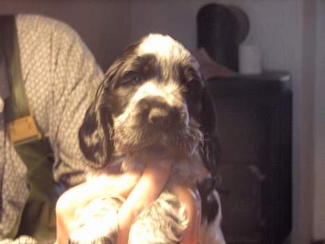 Cocker spaniel mille - mille 6 uger gammel  billede 1