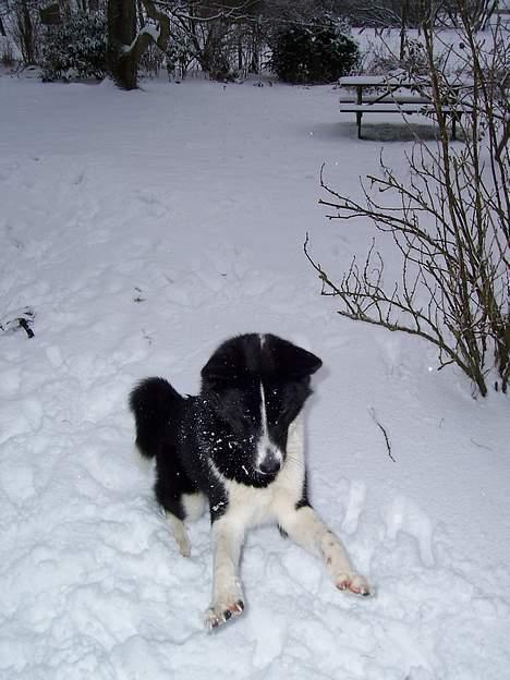 Karelsk bjørnehund Fuji billede 9