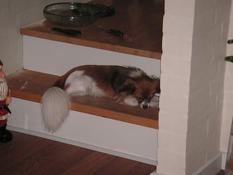 Papillon Max - Gulvvarme er ikke det bedste, så jeg tager første sal. billede 8