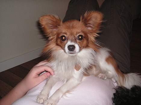 Papillon Max - mine mennesker er bare så søde ved mig. Ligger jeg ikke blødt. billede 9