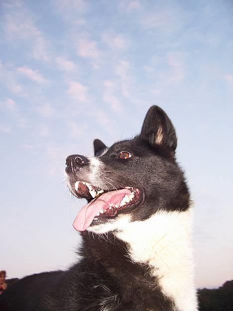 Karelsk bjørnehund Fuji - Wraa!  billede 10