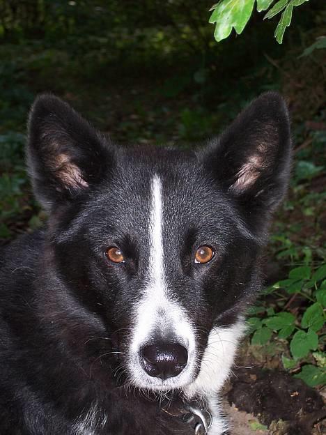 Karelsk bjørnehund Fuji billede 11
