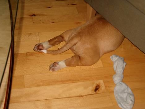 Bullterrier Ask og Pingo  - "der var en gang .. der var plads under lænestolen" "GG" billede 18