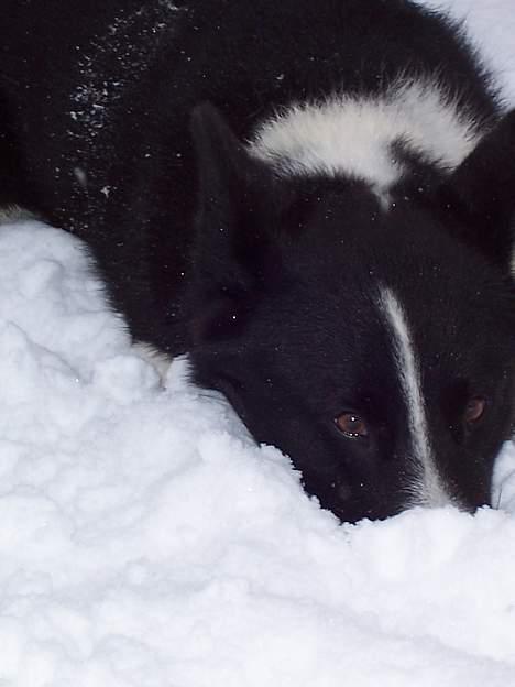 Karelsk bjørnehund Fuji - var det mon en mus jeg hørte? billede 12