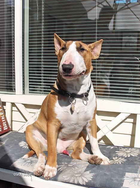 Bullterrier Ask og Pingo  - MIN BÆNK -MIN BÆNK og du får den ikke. Juni 2006 billede 19