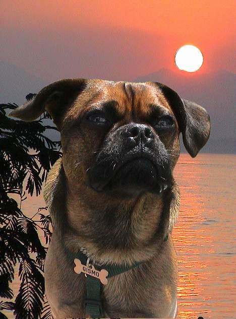 Blanding af racer Gismo - Gismo mors guldklump billede 1