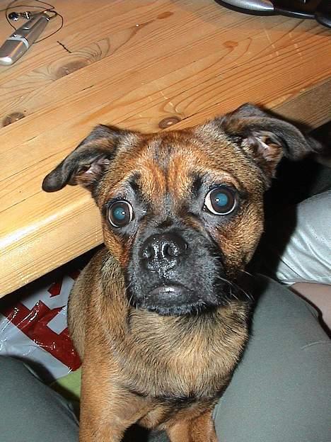 Blanding af racer Gismo - Hvad siger du mor? billede 2