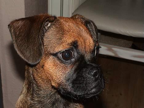 Blanding af racer Gismo - Se hvor flot! billede 3