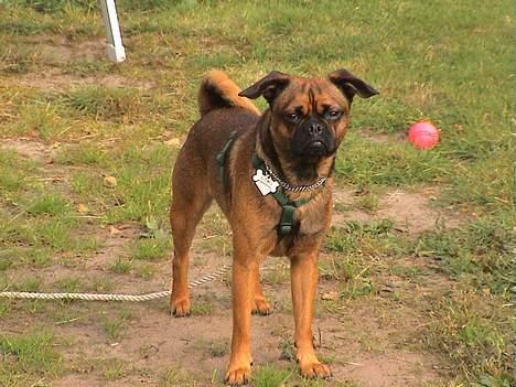 Blanding af racer Gismo - Hvad laver du? billede 4