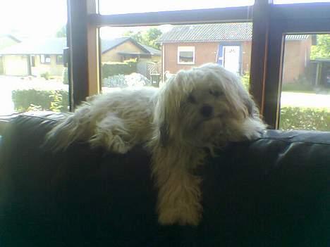 Løwchen Freja - Hmm.... Tager i nu billed af mig igen???? billede 10