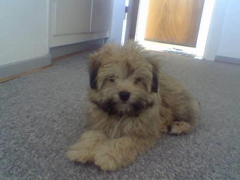 Løwchen Freja - Er jeg ikke bare skøn.... billede 11