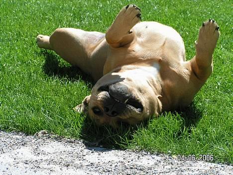 Staffordshire bull terrier Chilli billede 11