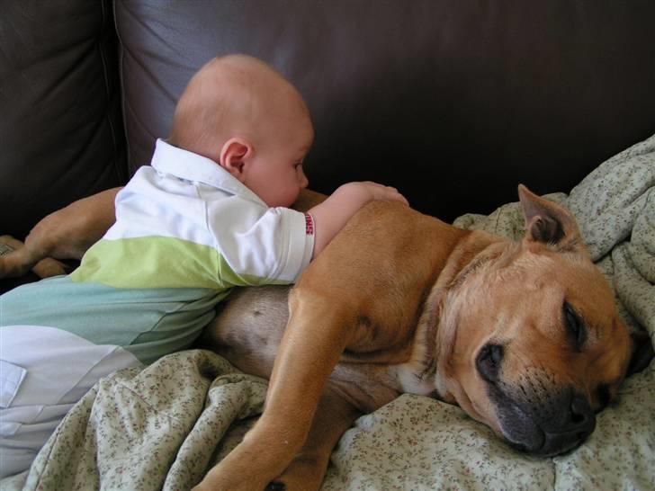 Staffordshire bull terrier Chilli billede 12