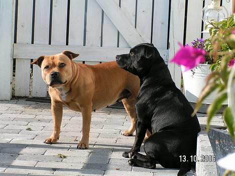 Staffordshire bull terrier Chilli billede 13