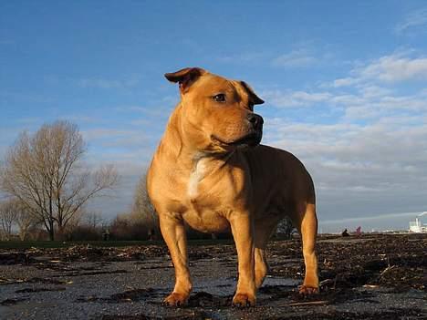 Staffordshire bull terrier Chilli billede 14