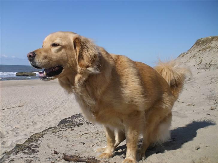 Blanding af racer Felix  - felix ved vesterhavet billede 1