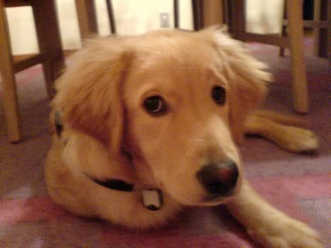 Blanding af racer Felix  - felix som unghund billede 2