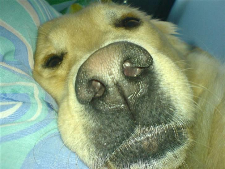 Blanding af racer Felix  - mit flotte hoved og især næse billede 3